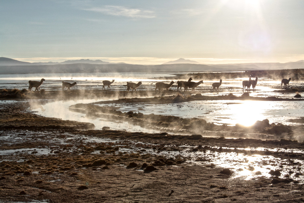 Lllamas and hot springs, Bolivia