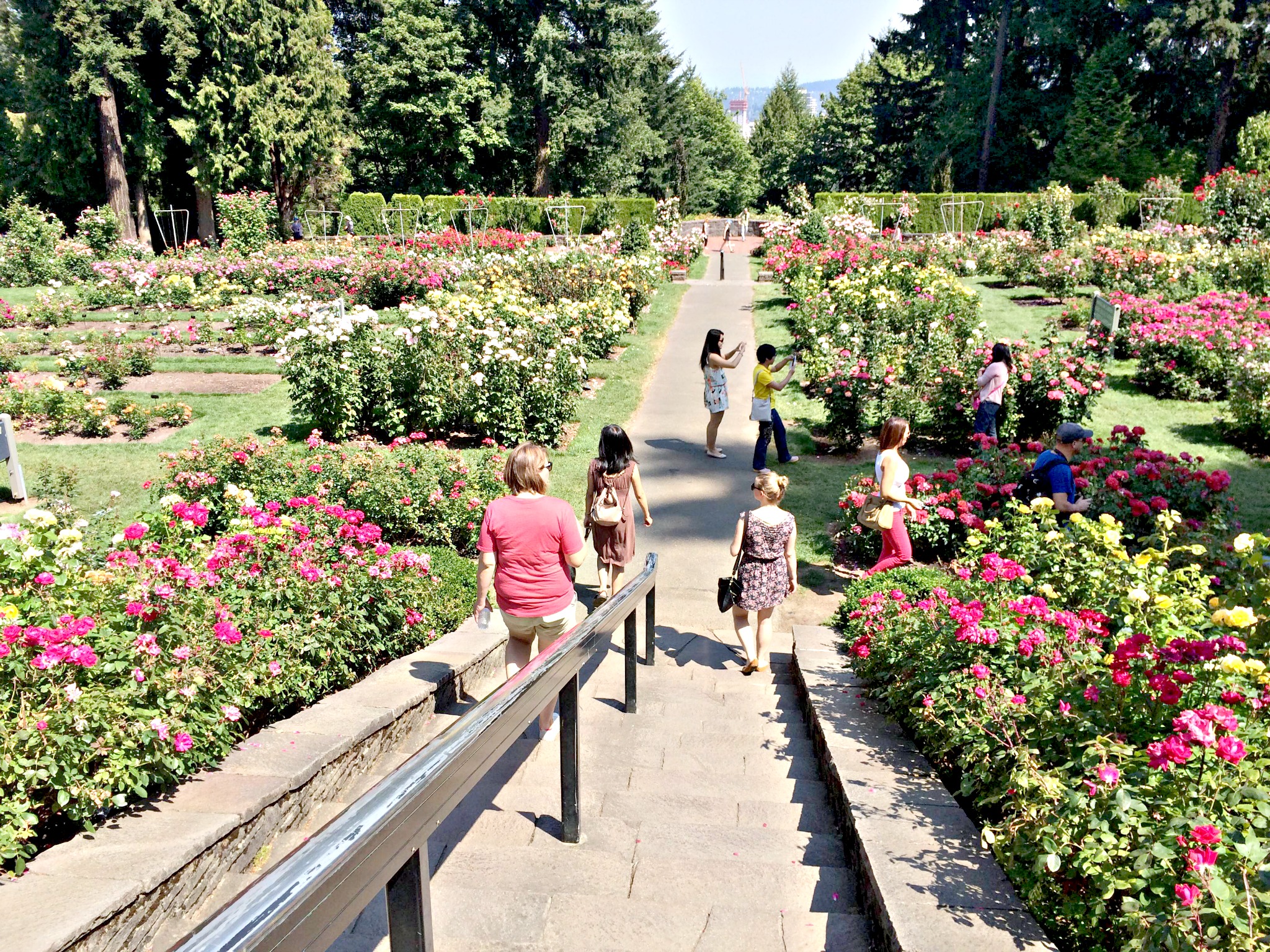 Rose Test Garden, Portland, Oregon