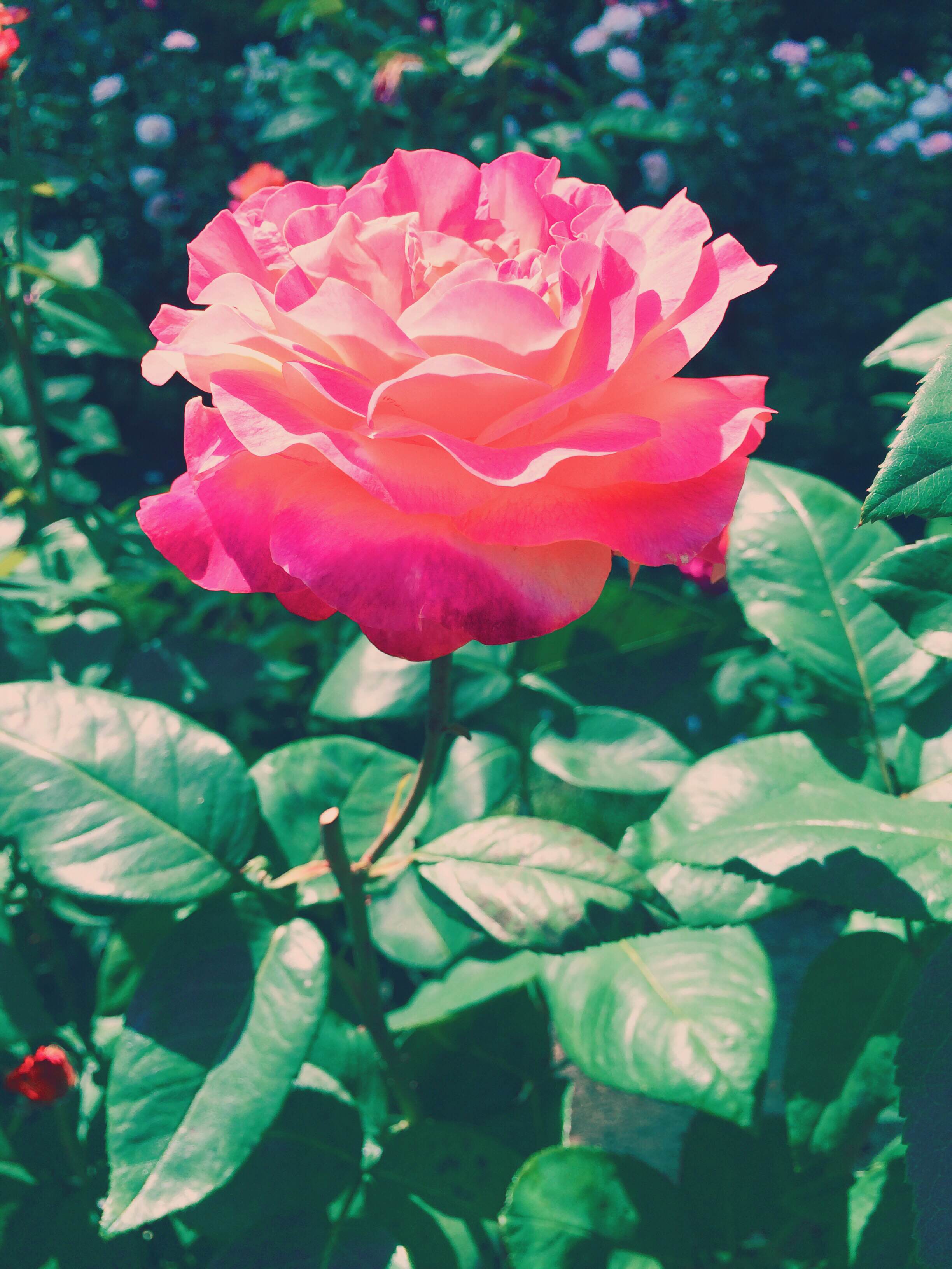 International Rose Test Garden, Portland, Oregon