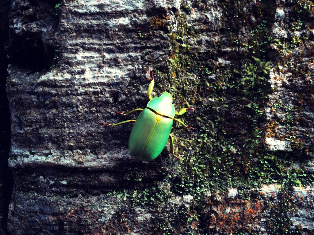 Scarab, Monteverde Cloud Forest Reserve, Costa Rica