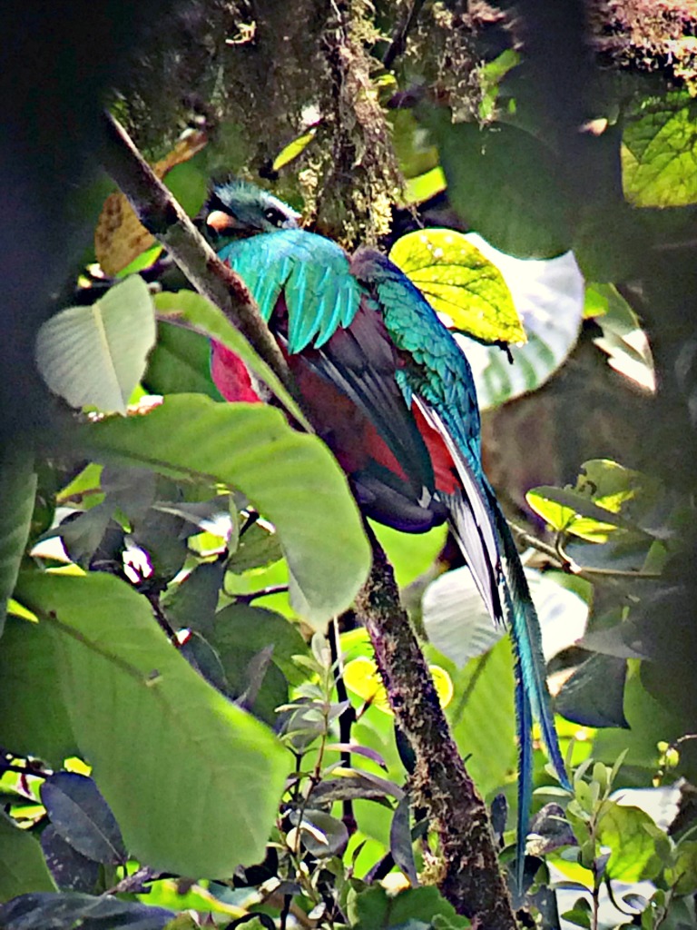 Resplendent Quetzal, Costa Rica