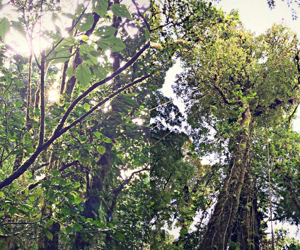 Monteverde, Costa Rica