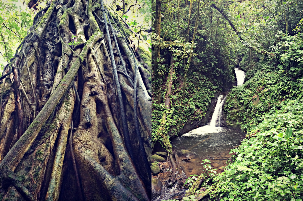 Strangler fig, Monteverde Cloud Forest Reserve