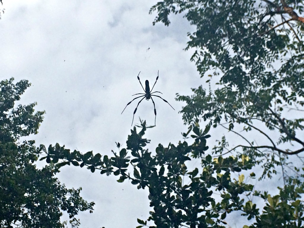 Golden orb spider, Costa Rica