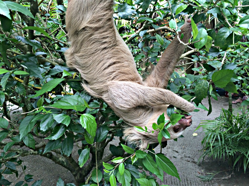Sloth at the Jaguar Rescue Center in Puerto Viejo, Costa Rica