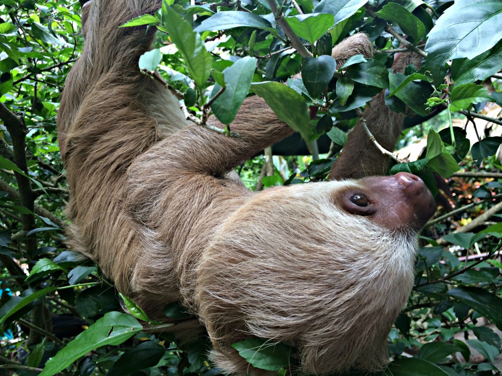 Sloth at Puerto Viejo's Jaguar Rescue Center