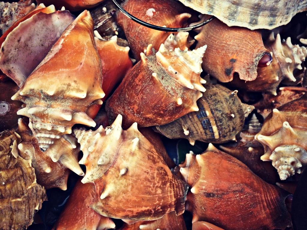 Shells at a market in Bocas del Toro, Panama