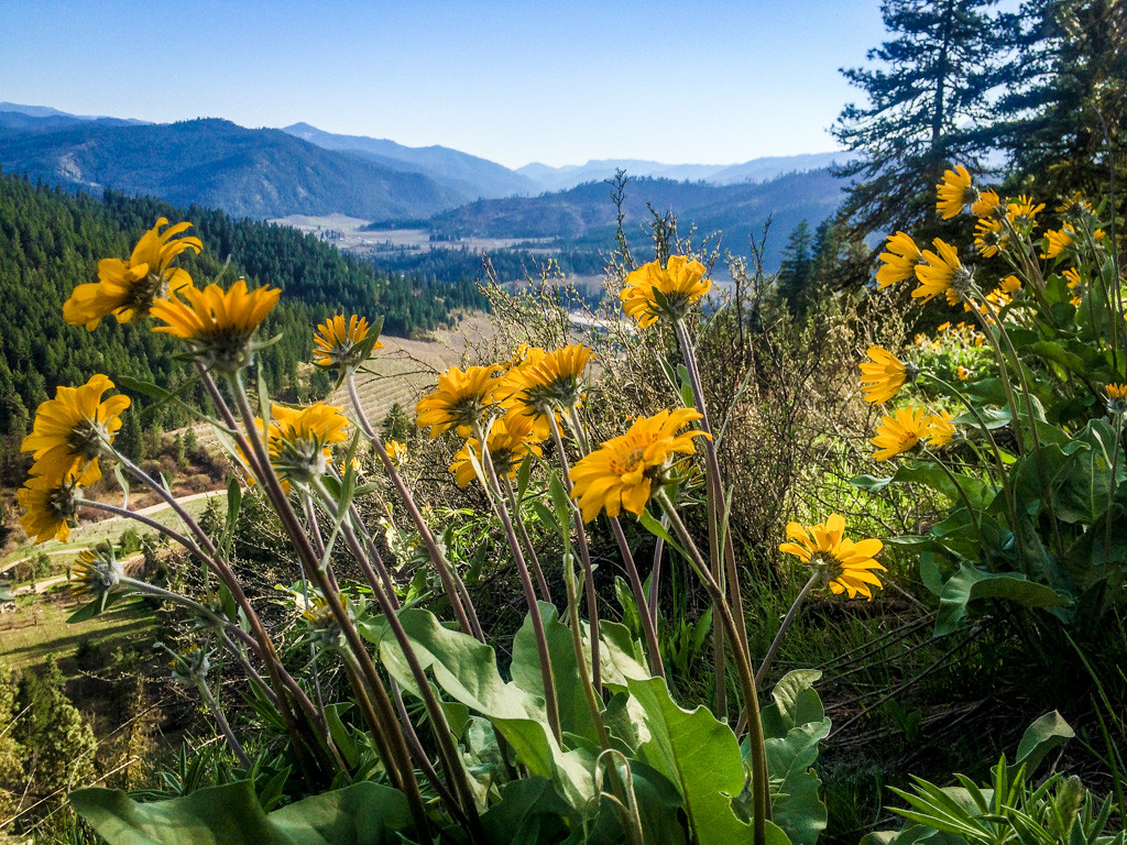 Sauer Mountain Trail, Peshastin, Washington
