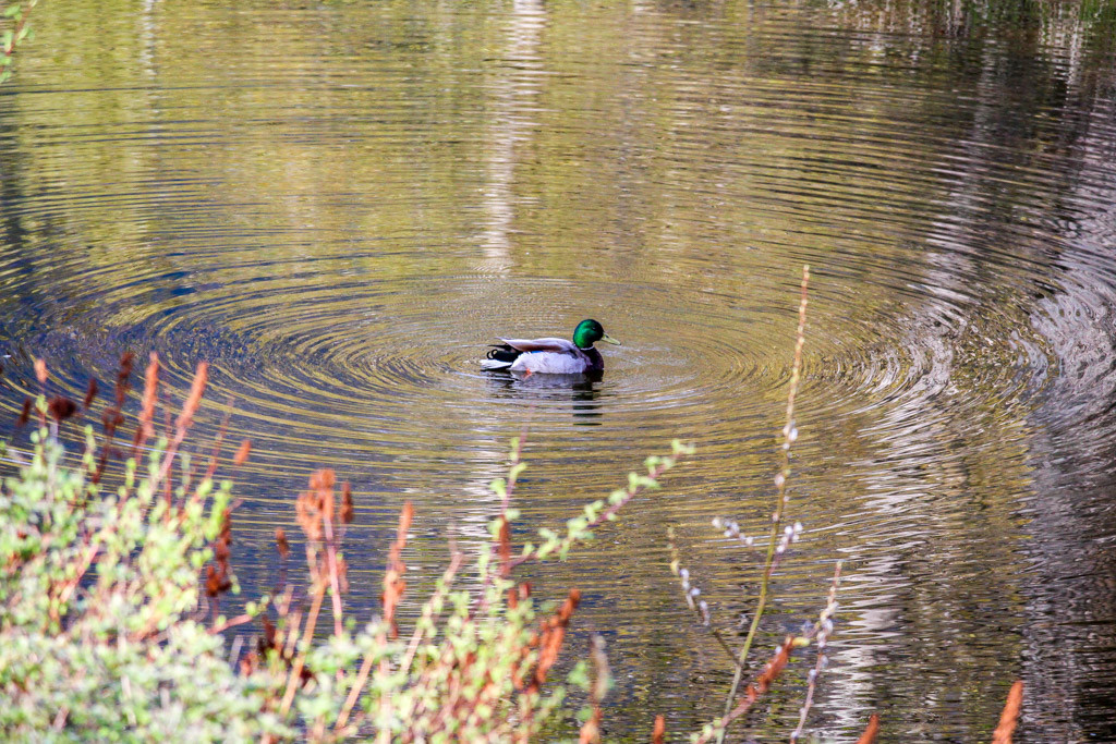 Ducks at the Run of the River Inn and Refuge