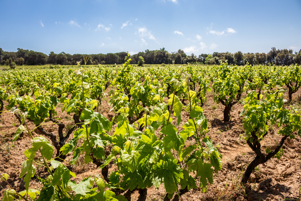The vineyard at Mas Molla Winery, Calonge, Catalonia