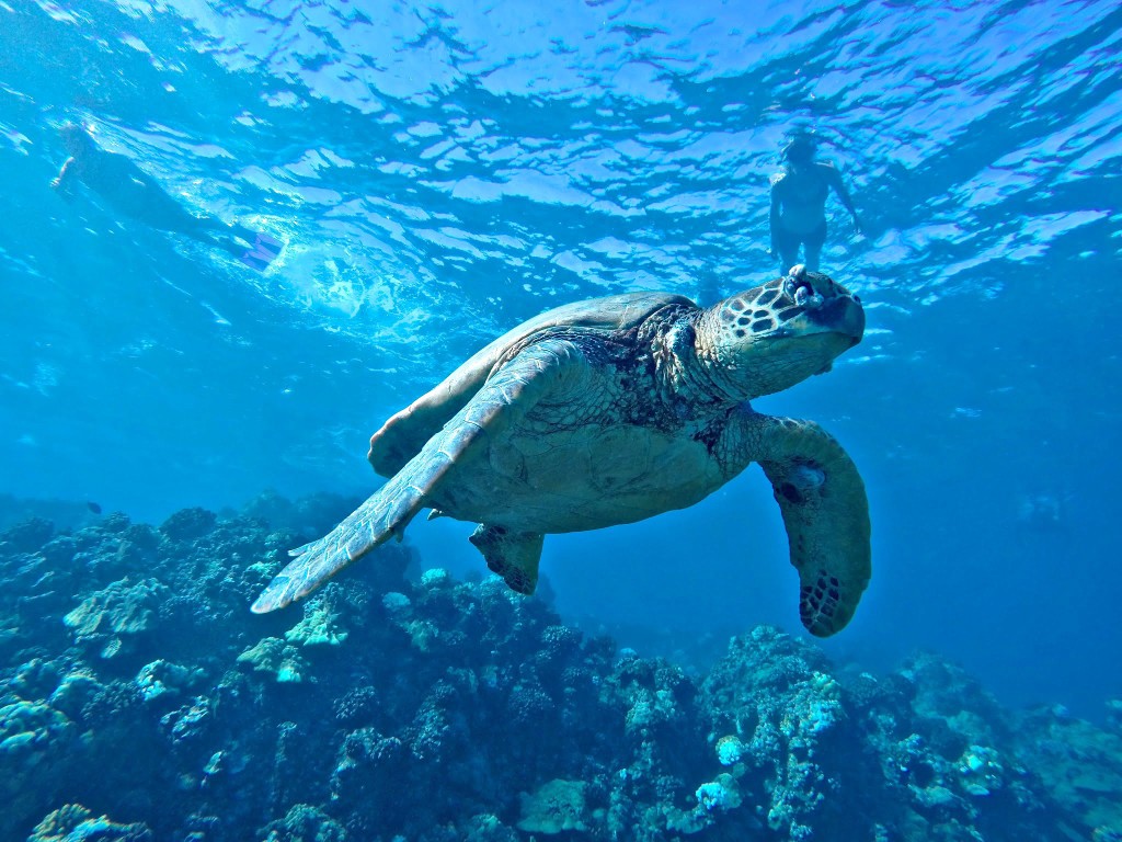 Travel Photos with GoPro, Snorkeling with sea turtles in Maui