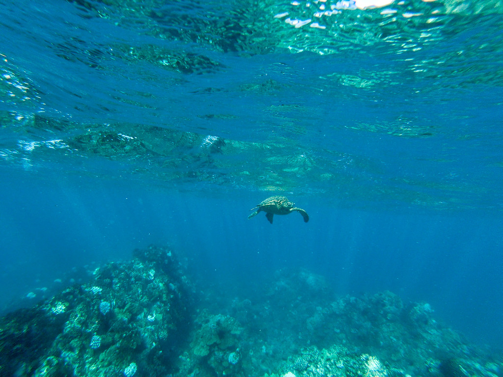 Travel Photos with a GoPro, Snorkeling with sea turtles in Maui