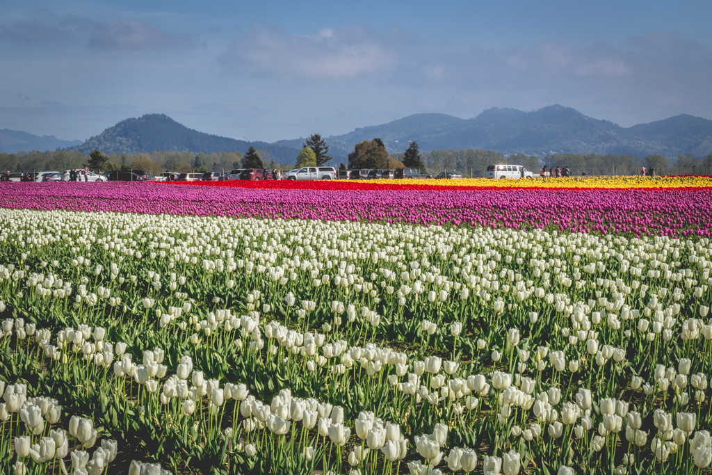 Skagit Valley Tulip Festival, Mount Vernon, Washington