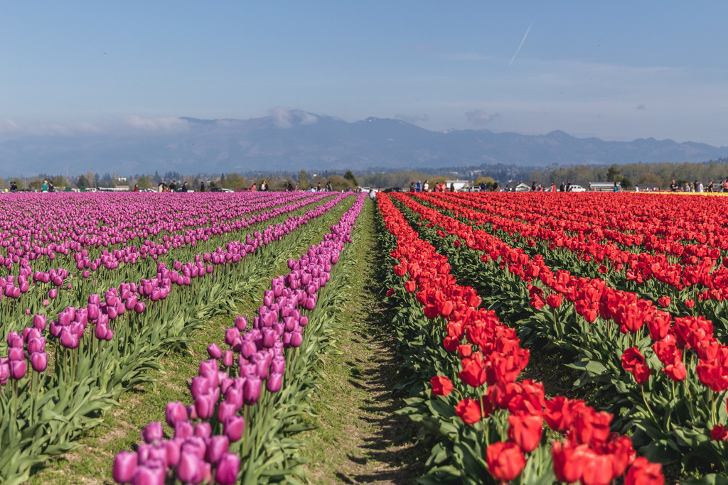 The Skagit Valley Tulip Festival, Mount Vernon, Washington