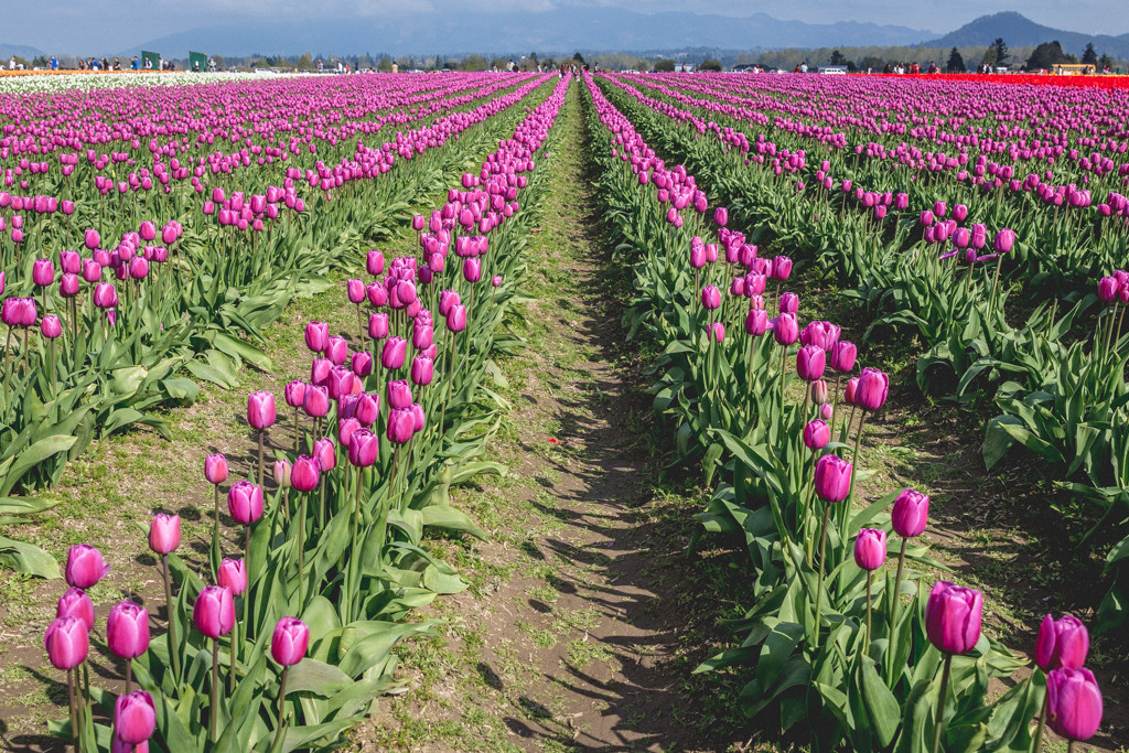 Skagit Valley Tulip Festival, Mount Vernon, Washington