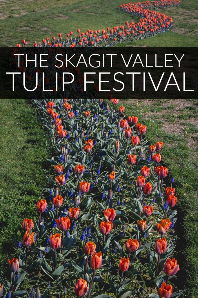 Skagit Valley Tulip Festival in Mount Vernon, Washington is a beautiful celebration of spring. Check out all the amazing rows of blooming tulips and take some home as a souvenir.