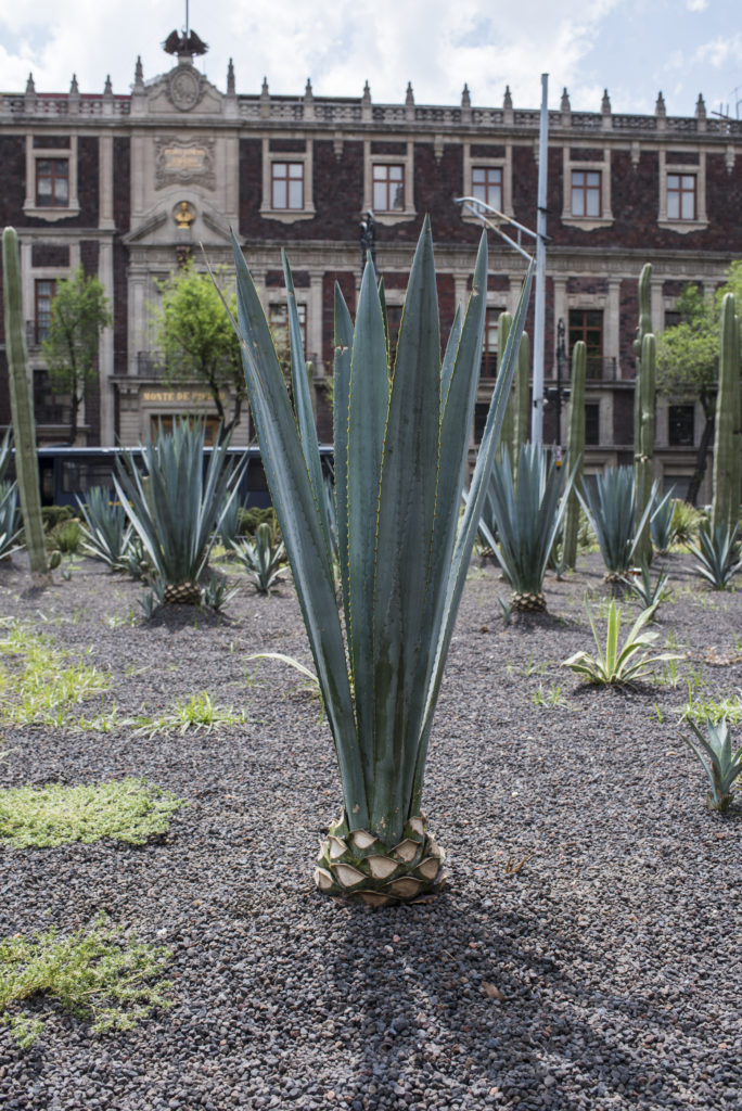 Agave Garden in Mexico City