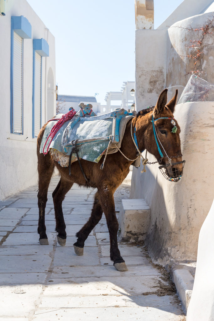 Donkey is Oia, Santorini