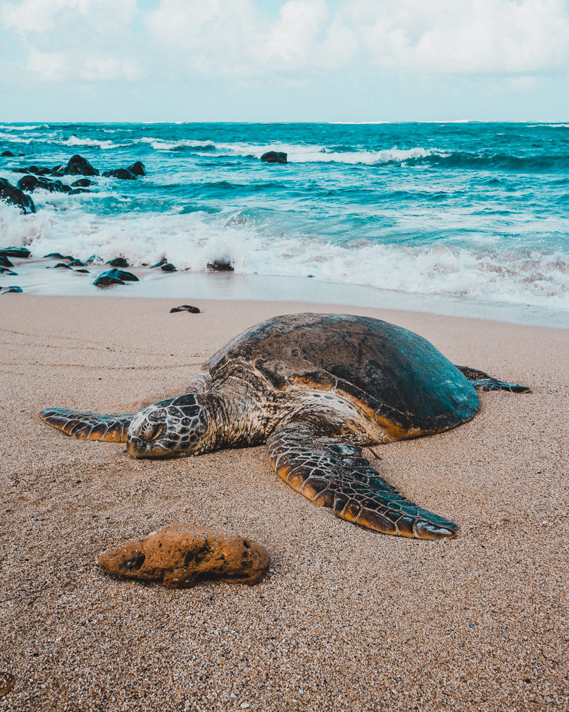 Turtle on the beach near Paia, Maui