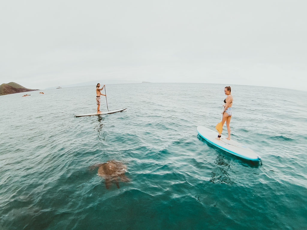 Paddling with green sea turtles in Maui on a stand up paddle board lesson with Maui SUP